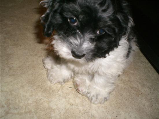 Small+dog+breeds+that+dont+shed