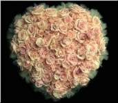 sarahbelle sarahbelle