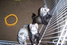 KiTTeN0819 KiTTeN0819