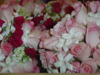 katieshope katieshope