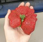 AmyElizabeth AmyElizabeth