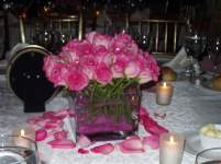 shellibean shellibean