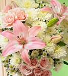 JeanineP2B JeanineP2B