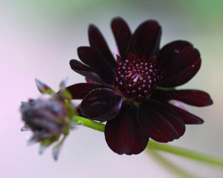 Brides Helping Brides Black Flowers Do They Exist Liweddings