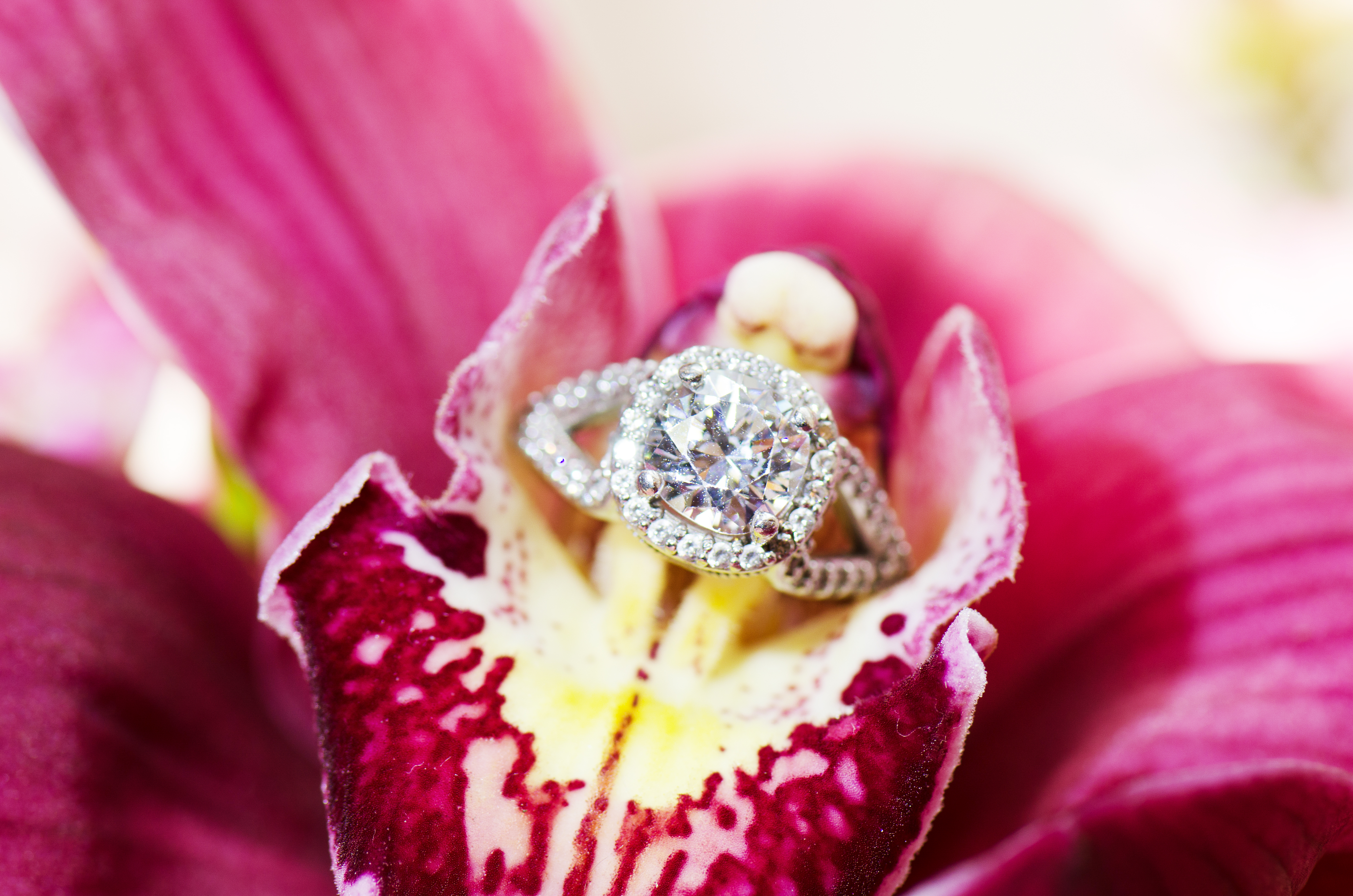 Photos of the Heart