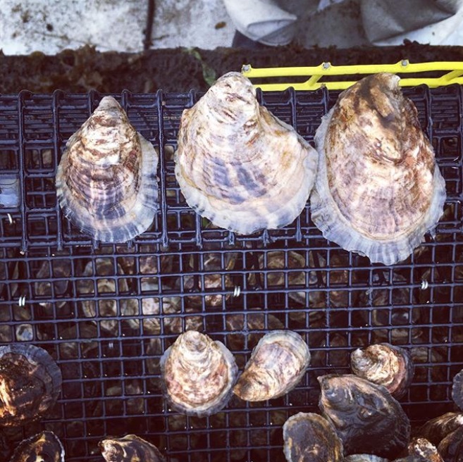 Eastern Bays Oyster Company