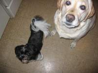 harley girl harley girl