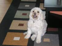 Flutterbye922 Flutterbye922