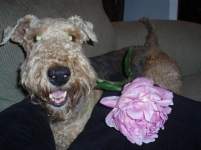 luna bride x luna bride x