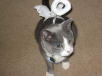 glinda_goodwitch glinda_goodwitch