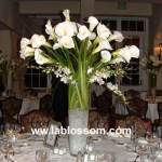 ANT-N-BON-09 ANT-N-BON-09