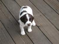 PauliesGirl PauliesGirl