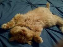 Csarelakos Csarelakos