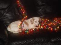 citycrab705 citycrab705