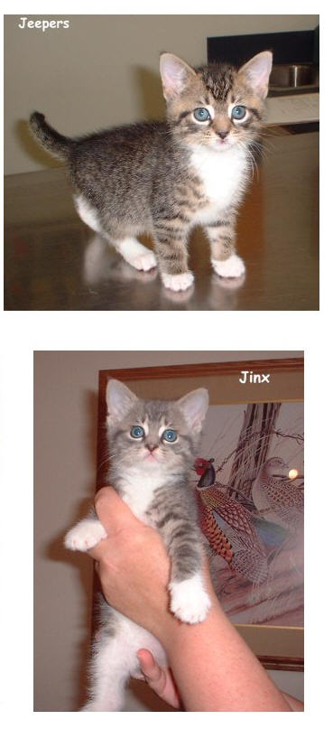 1370287_1.jpg