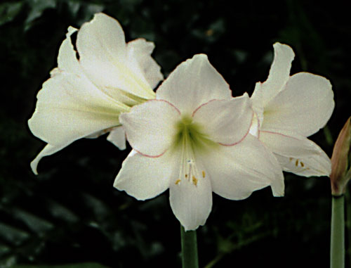 4318427_2.jpg