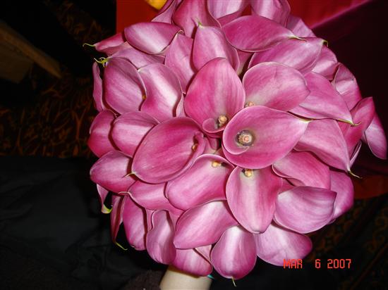 alison1daland