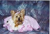 Fall Bride 2008