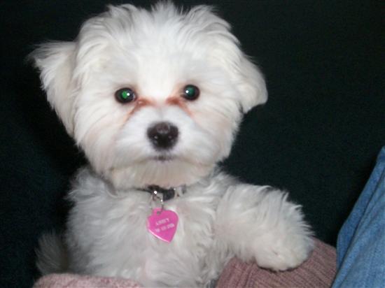 teddybear8301