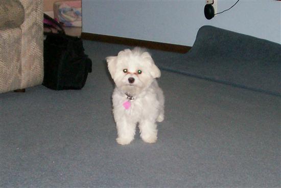 teddybear8301