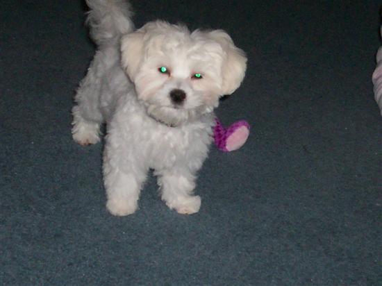 teddybear8301