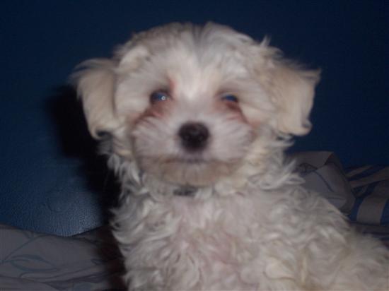 teddybear8301