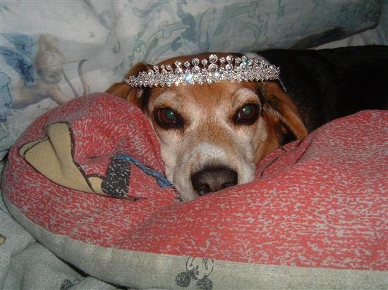 Regal Beagle