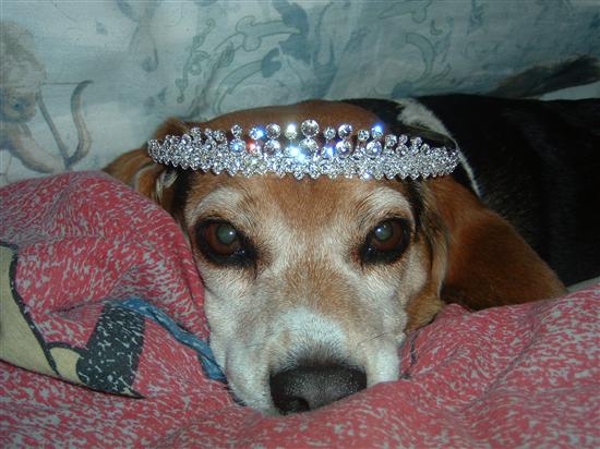 Regal Beagle