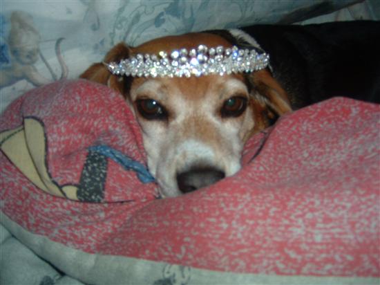 Regal Beagle