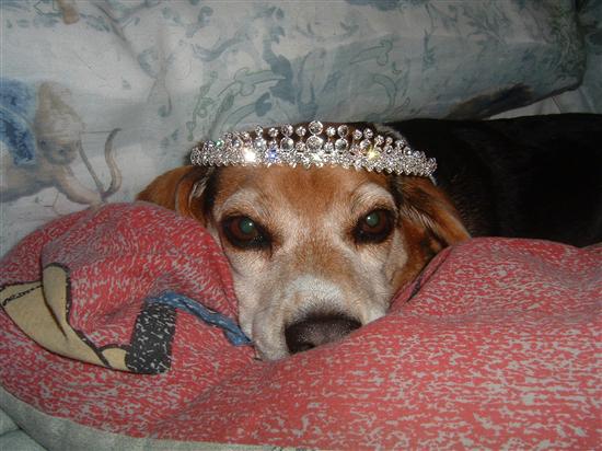 Regal Beagle