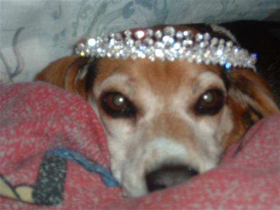 Regal Beagle