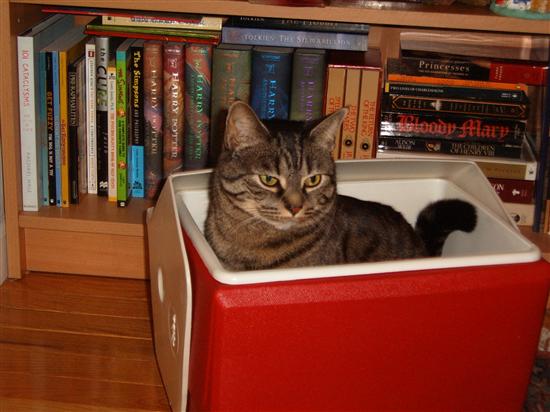 teenigrrl