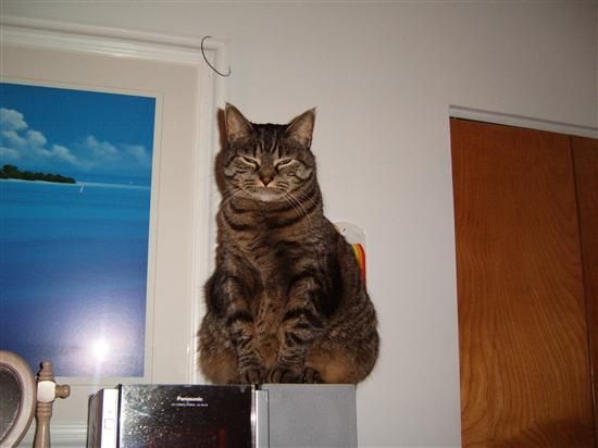 teenigrrl