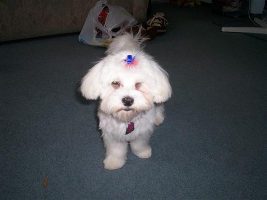 teddybear8301