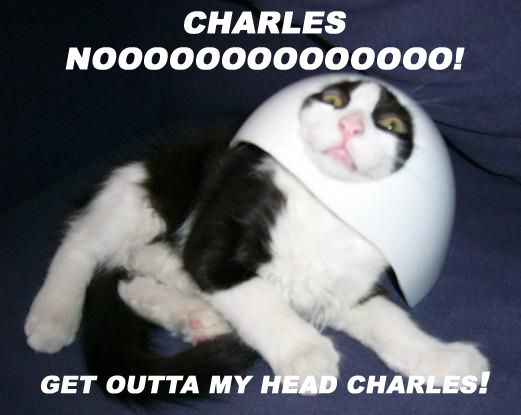 KitWisdom