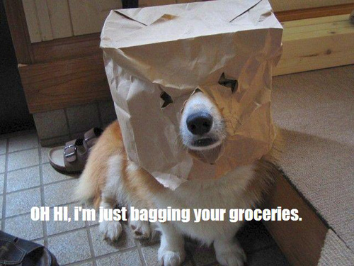 KitWisdom