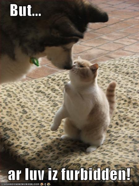 KitWisdom