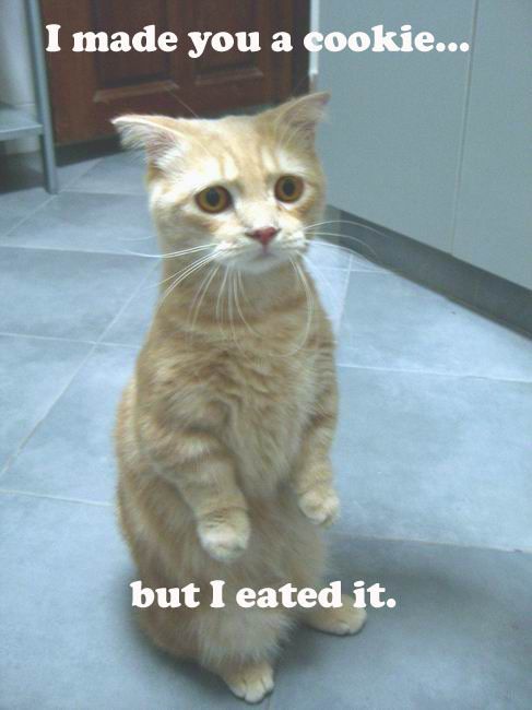 KitWisdom