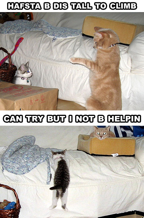 KitWisdom