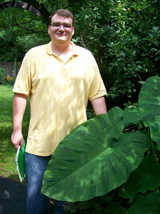 afristachi
