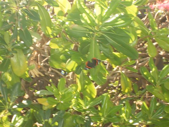 Randilotus