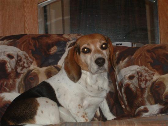 Regal Beagle