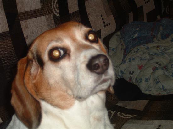 Regal Beagle