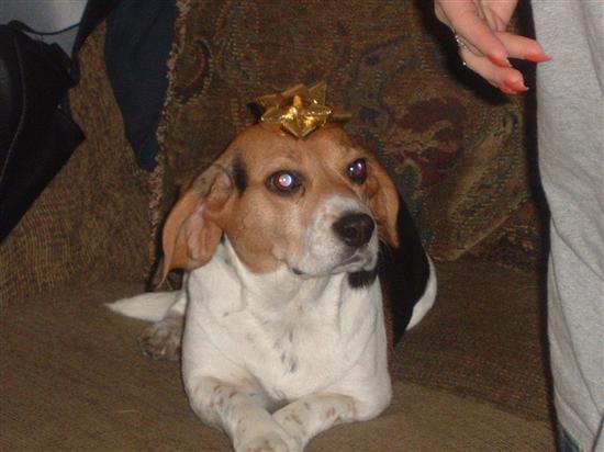 Regal Beagle