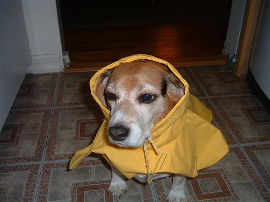 Regal Beagle