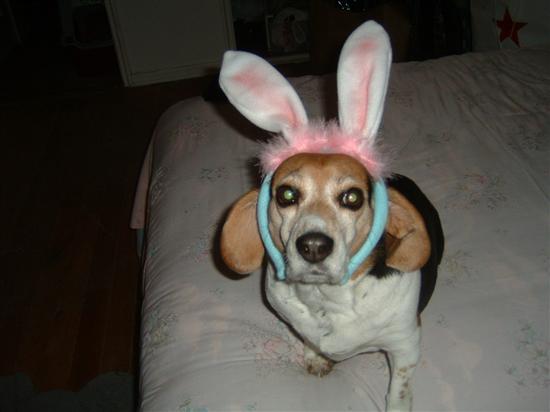 Regal Beagle