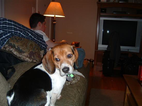 Regal Beagle