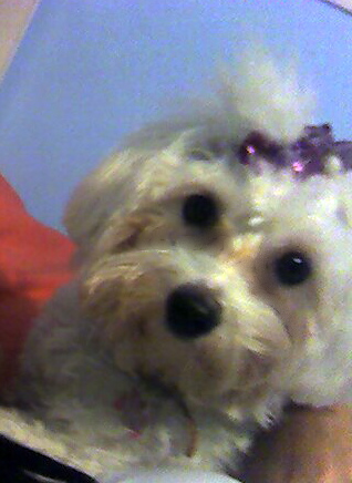 Dana523