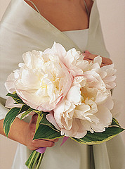 bridej9