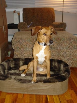 Regal Beagle